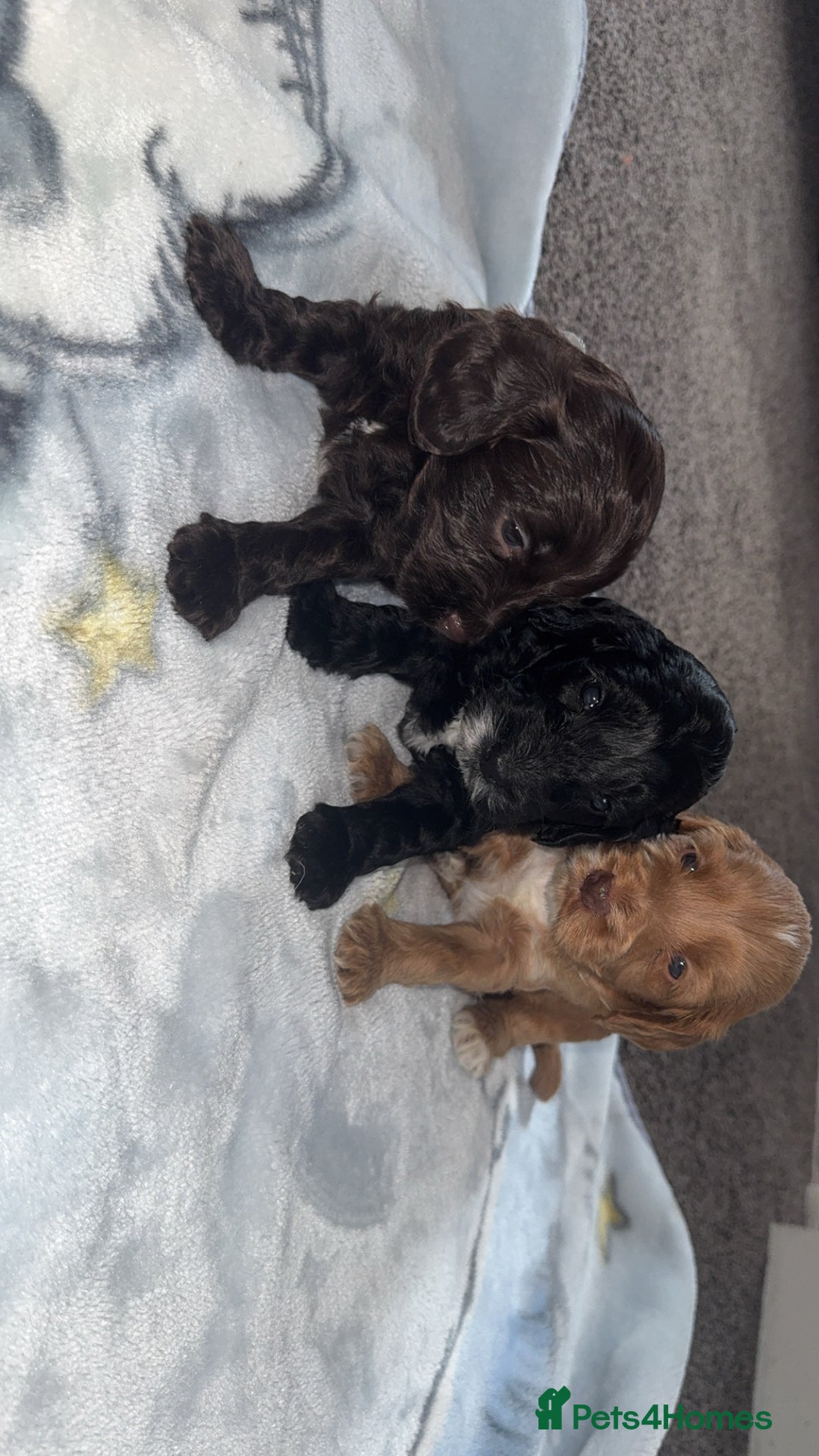 Cockapoo dogs for sale: 3 boy cockerpoos for sale  - Image 1