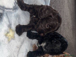 Cockapoo dogs - Advert 16