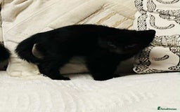 Mixed Breed cats for sale: Kittens  - Image 9