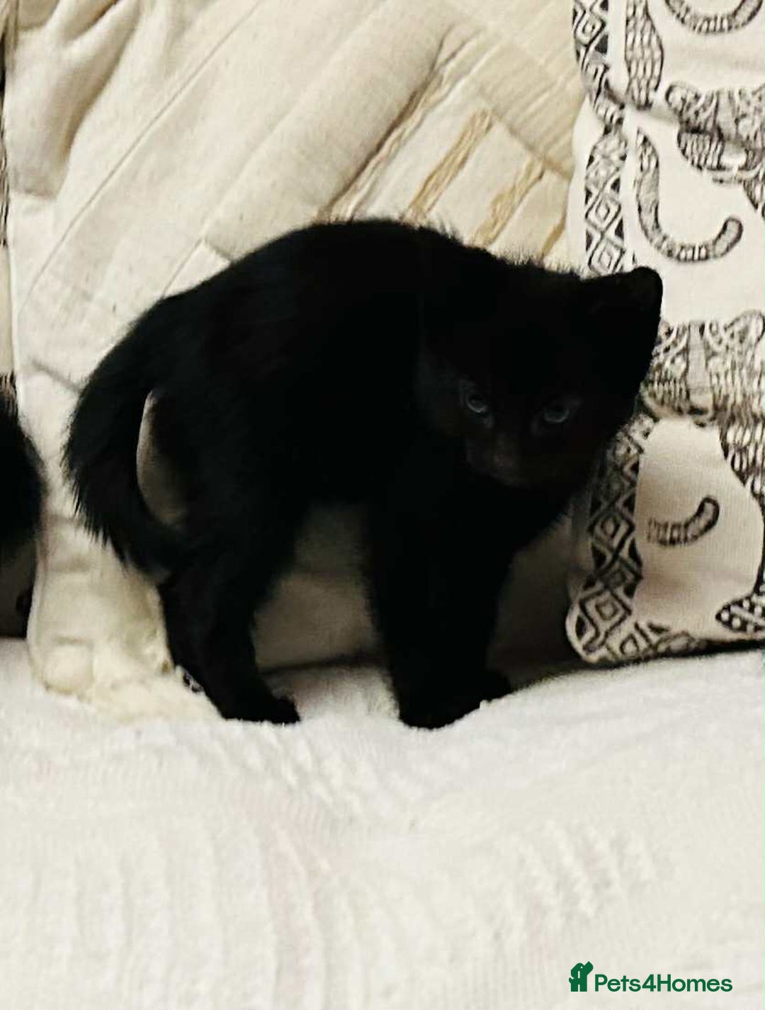 Mixed Breed cats for sale: Kittens  - Image 9