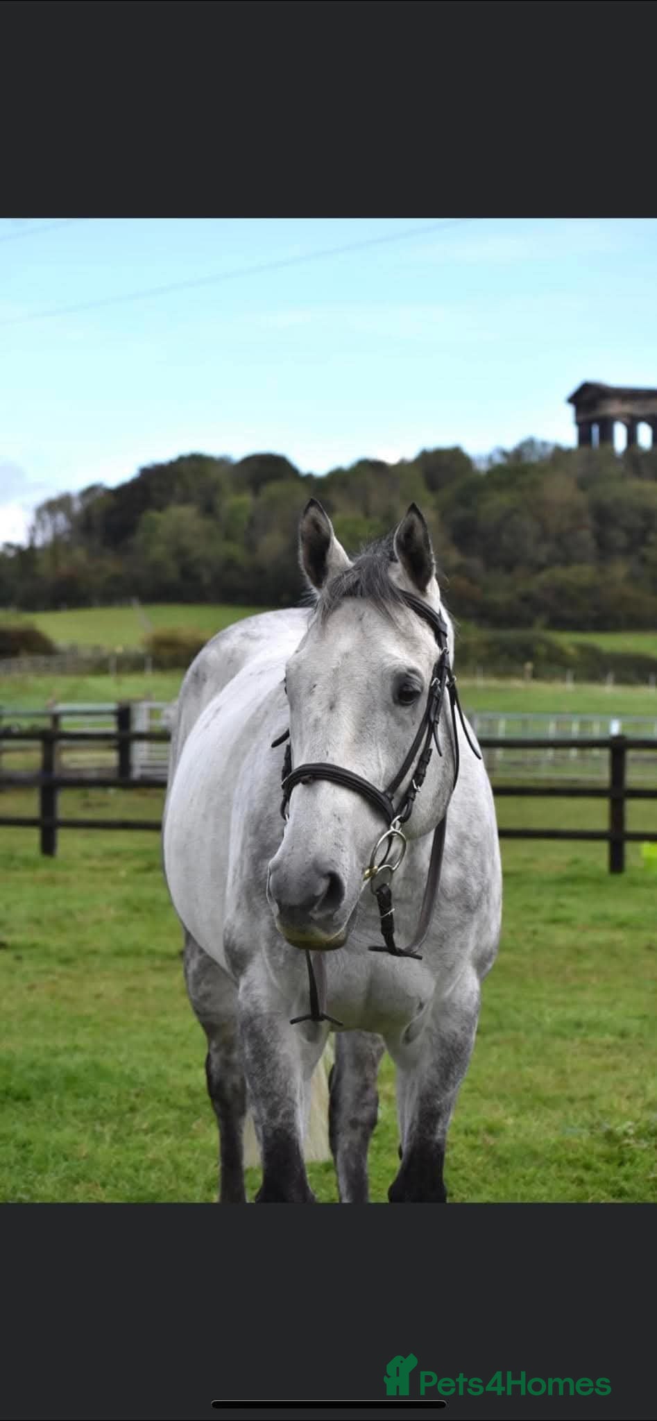 English Thoroughbred horses Safe allrounder gelding  - Advert 2