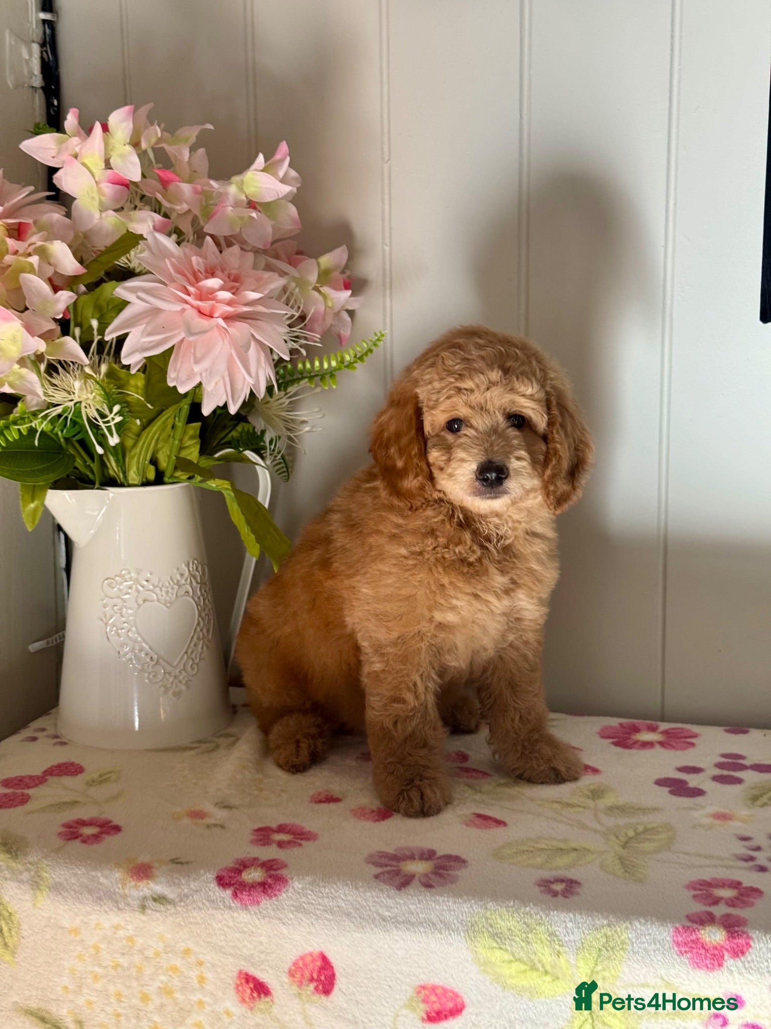 Goldendoodle dogs 6 mini Goldendoodles dna clear puppies  - Advert 9