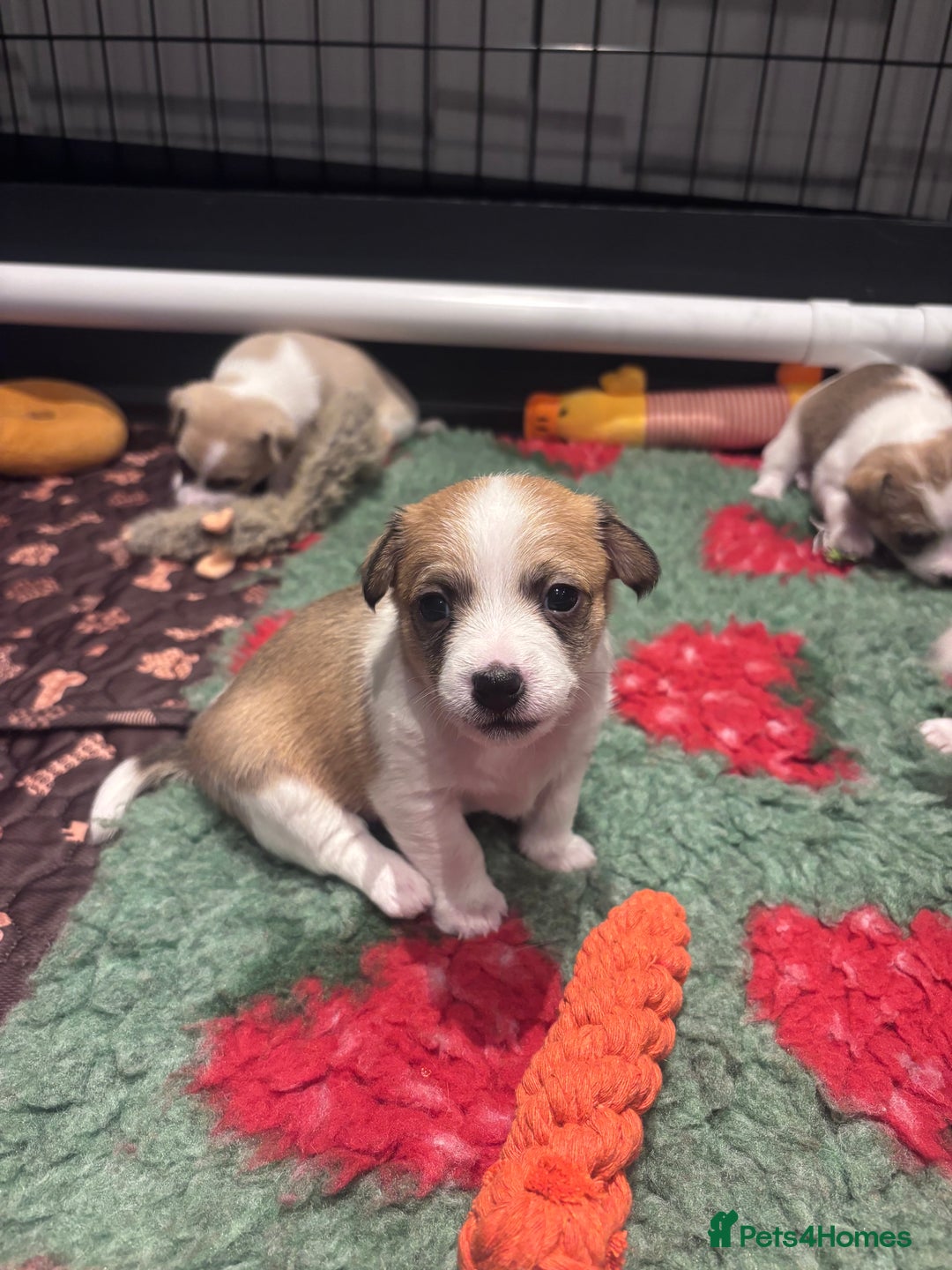 Mixed Breed dogs for sale: 3/4 Jack 1/4 Maltese male puppy available  - Advert 7