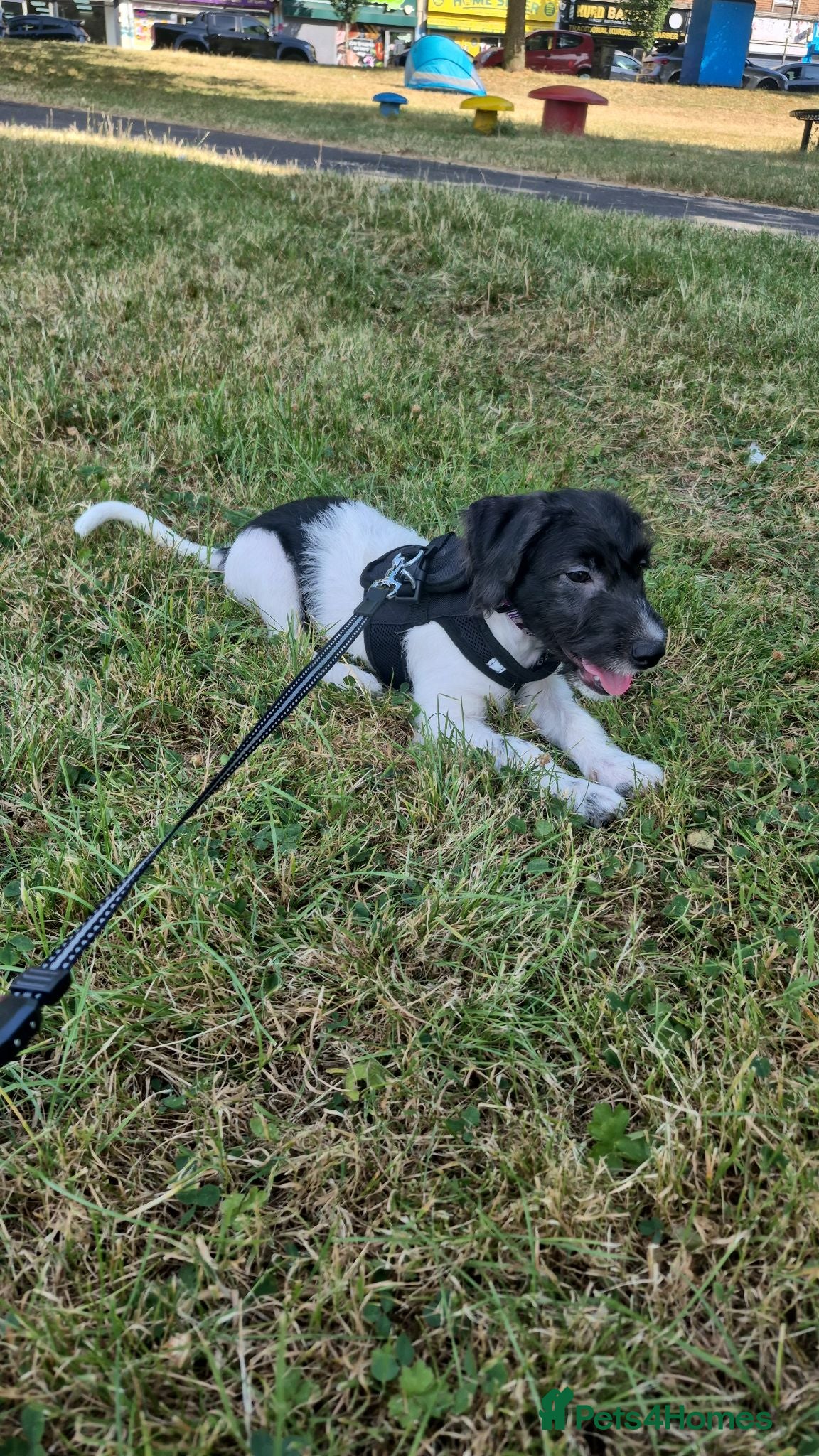 Mixed Breed dogs 15 week old puppy - Advert 2