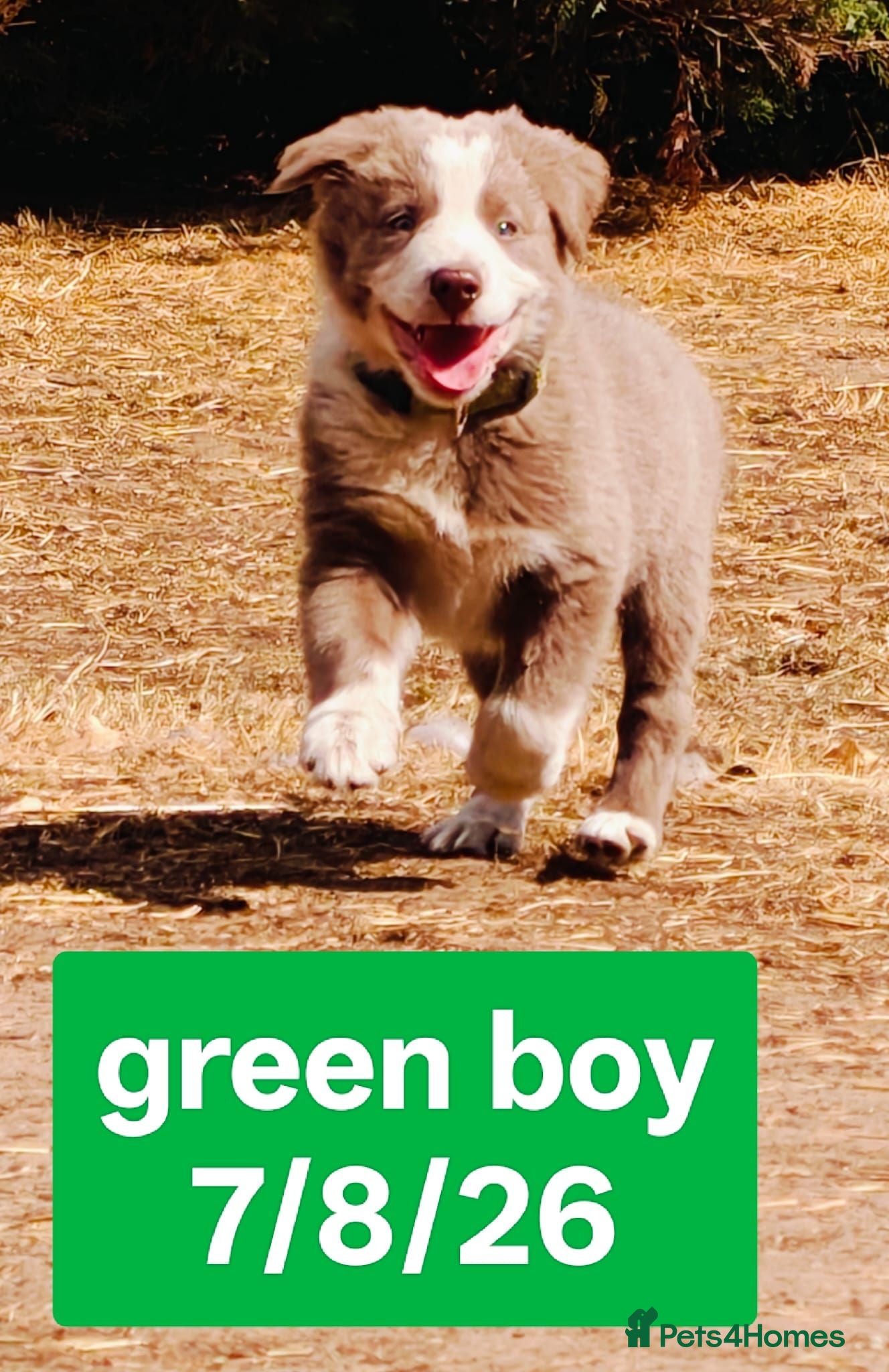 Border Collie dogs KC registered Border collie pups for sale - Advert 2