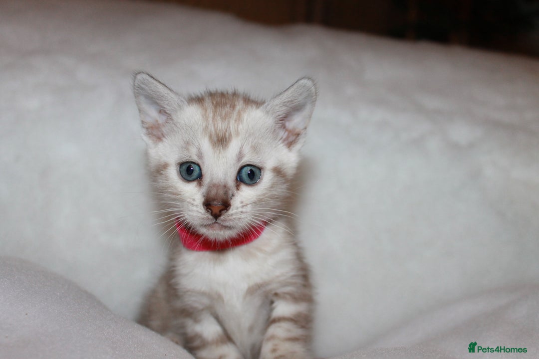 Bengal cats for sale: Pedigree TICA Bengal Kittens - Ready 07/01/26 - Advert 25