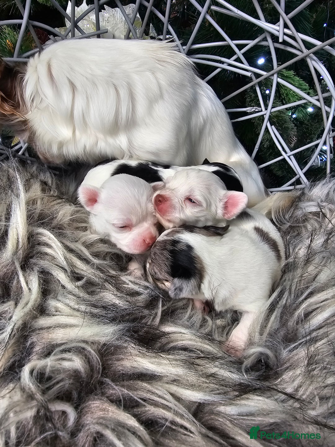 Chihuahua dogs for sale: Russian Chihuahua  - Advert 3