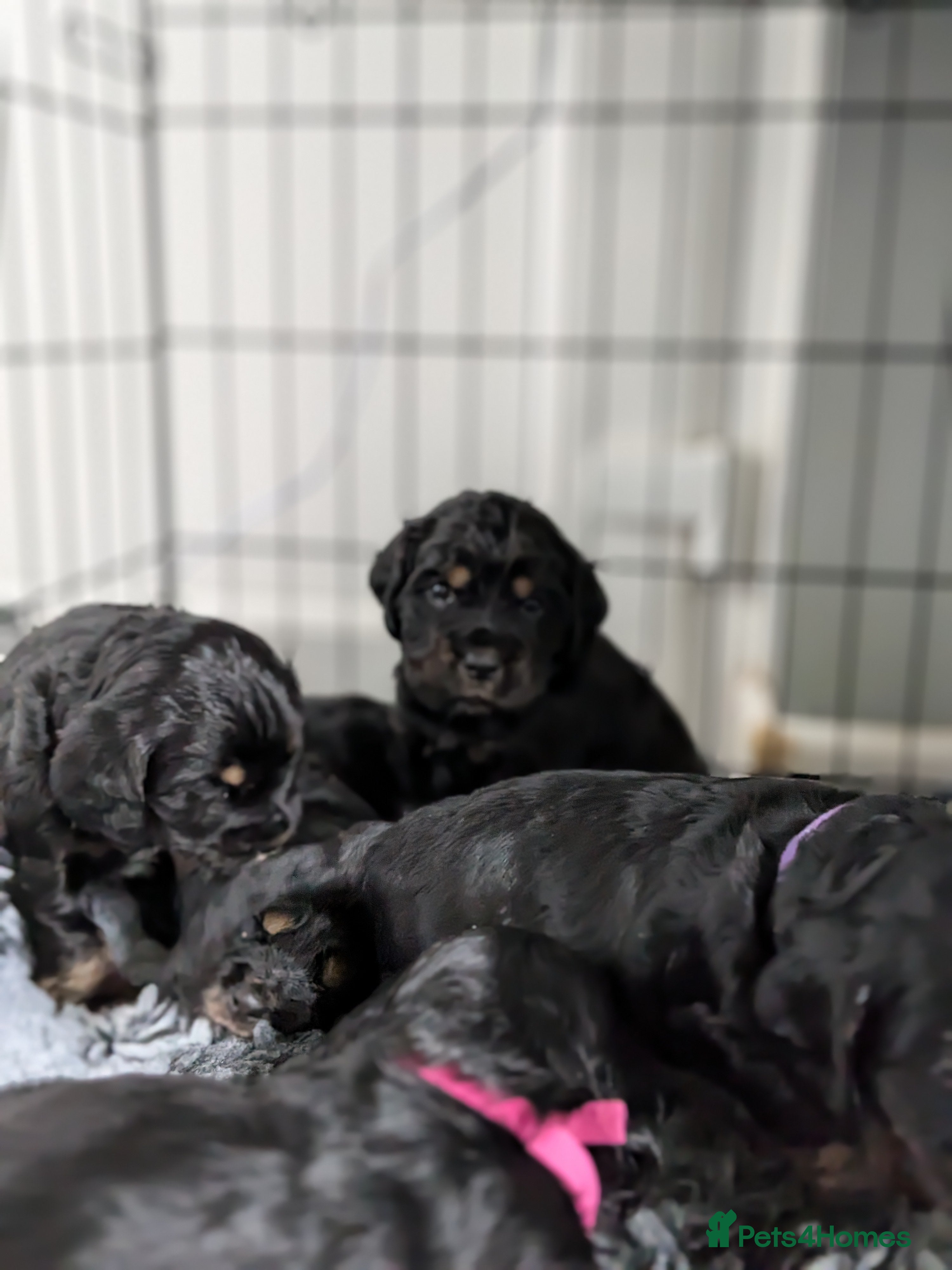 Cocker Spaniel dogs Beautiful Cocker spaniel puppies  - Advert 2