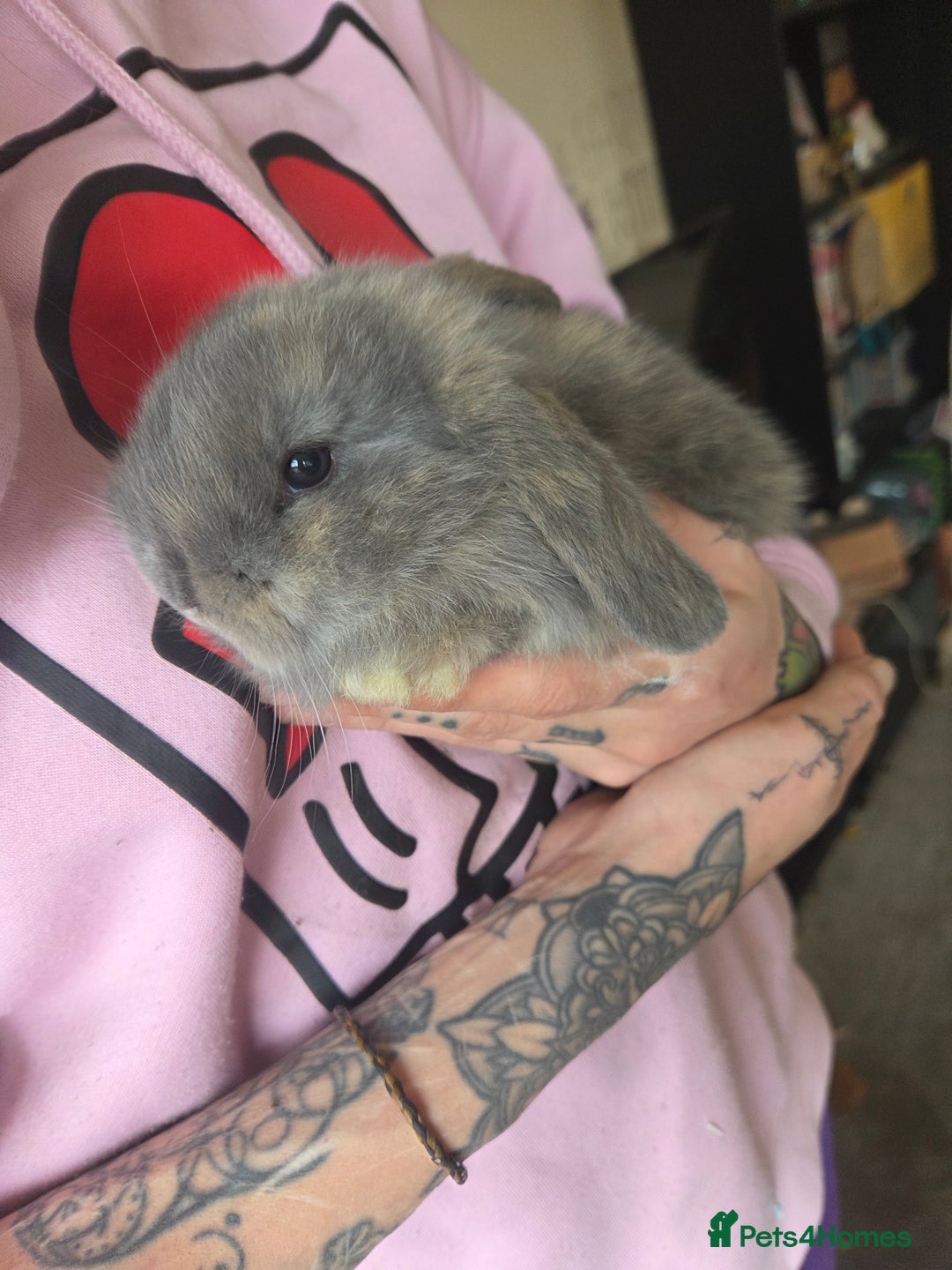 Mini Lop rabbits for sale: 🐰 Mini Lop Rabbits – Loving Homes Wanted 🏡 - Advert 18