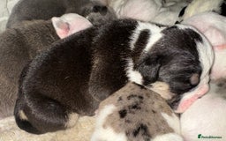 English Bulldog dogs for sale: 🌟 health tested parents 🌟 - Image 6