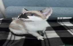 Mixed Breed cats for sale: Bengal x British long hair kittens  - Image 7