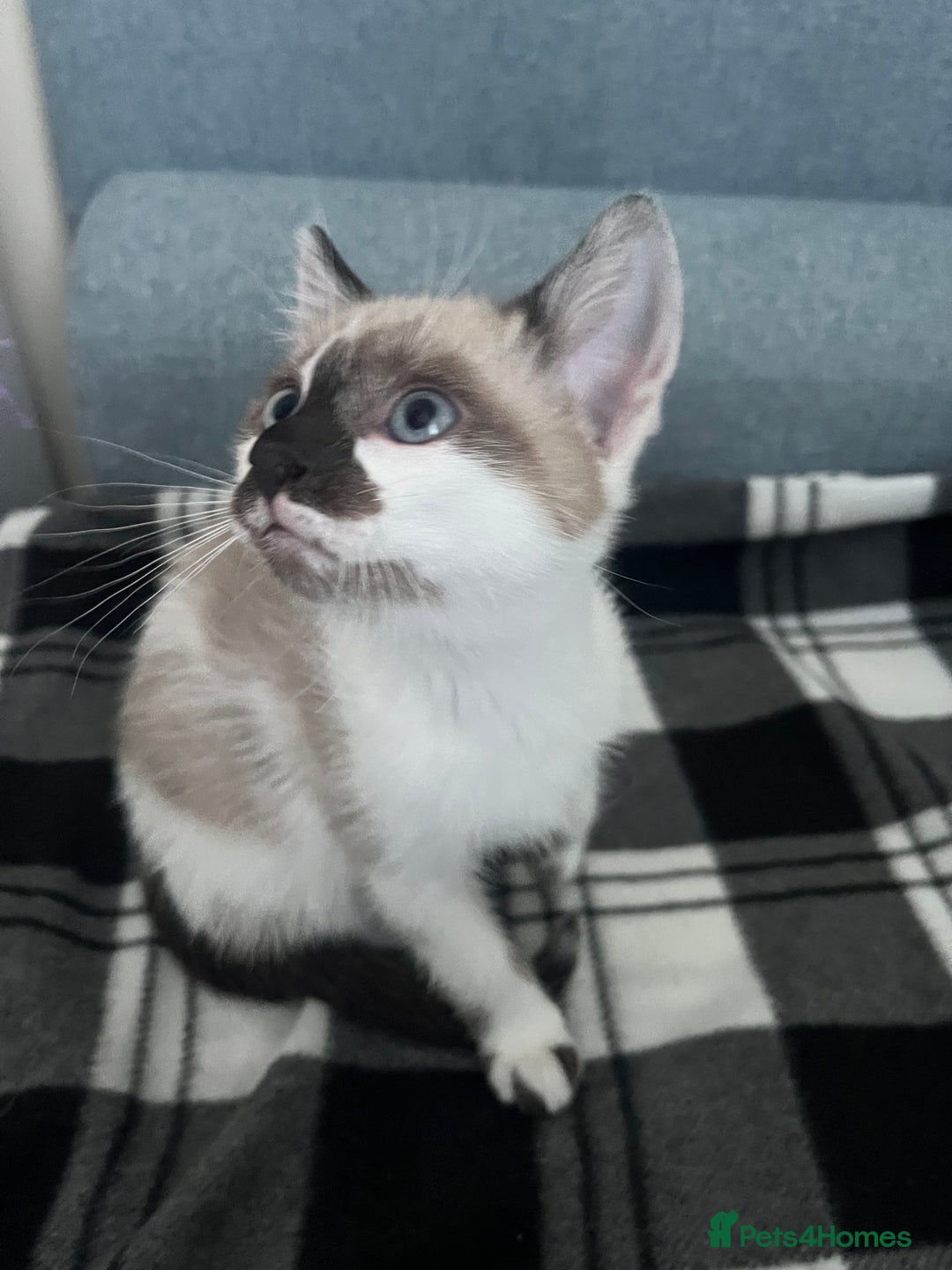 Mixed Breed cats for sale: Bengal x British long hair kittens  - Image 7