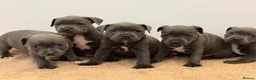 Staffordshire Bull Terrier dogs for sale: ❗️Adorable Staffy Puppies for Sale❗️ - Advert 6