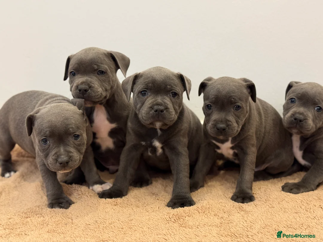 Staffordshire Bull Terrier dogs for sale: ❗️Adorable Staffy Puppies for Sale❗️ - Advert 6