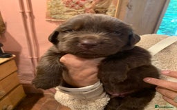 Newfoundland dogs for sale: ✨ Stunning Chocolate Newfoundland Puppies ✨ - Image 4