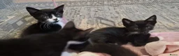 Mixed Breed cats for sale: 8 weeks old kittens ip3 (mum is half maine coon) - Advert 17