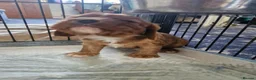 Cavalier King Charles Spaniel dogs for sale: KC reg Cavalier King Charles Spaniel puppies in Pudsey - Advert 5