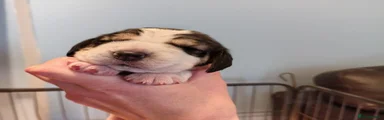 Beagle 3 Dixie