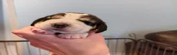 Beagle dogs for sale: Beautiful Beagle Puppies in Birmingham - Advert 4