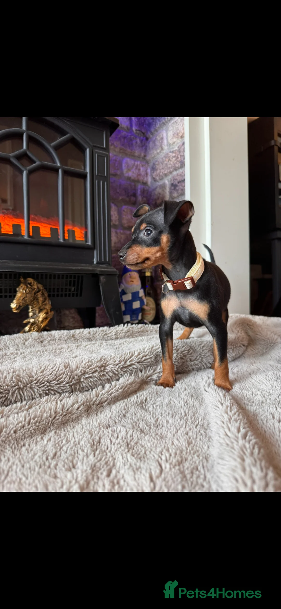 Miniature Pinscher dogs for sale: Beautiful Miniature Pinscher puppies  - Advert 32