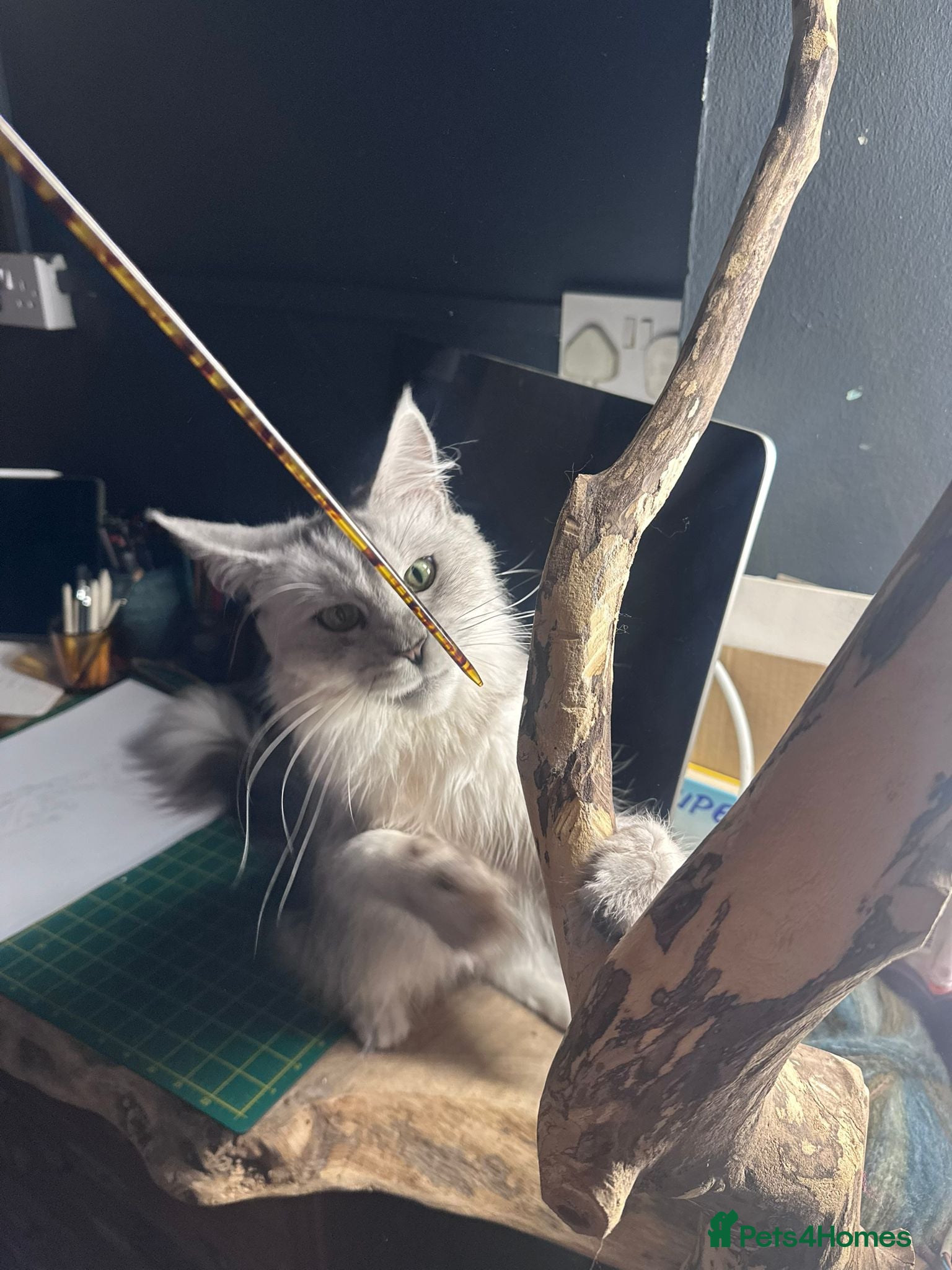 Maine Coon cats Evie and Dory main coons  - Advert 6