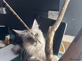 Maine Coon cats Evie and Dory main coons - Advert 6