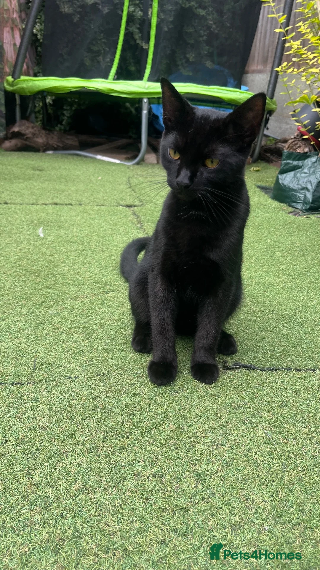 British Shorthair cats for sale: British shorthair  in London - Advert 6