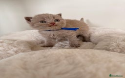 British Shorthair cats for sale: 7 British Shorthair Kittens TICA®️ – Import Lines - Image 15