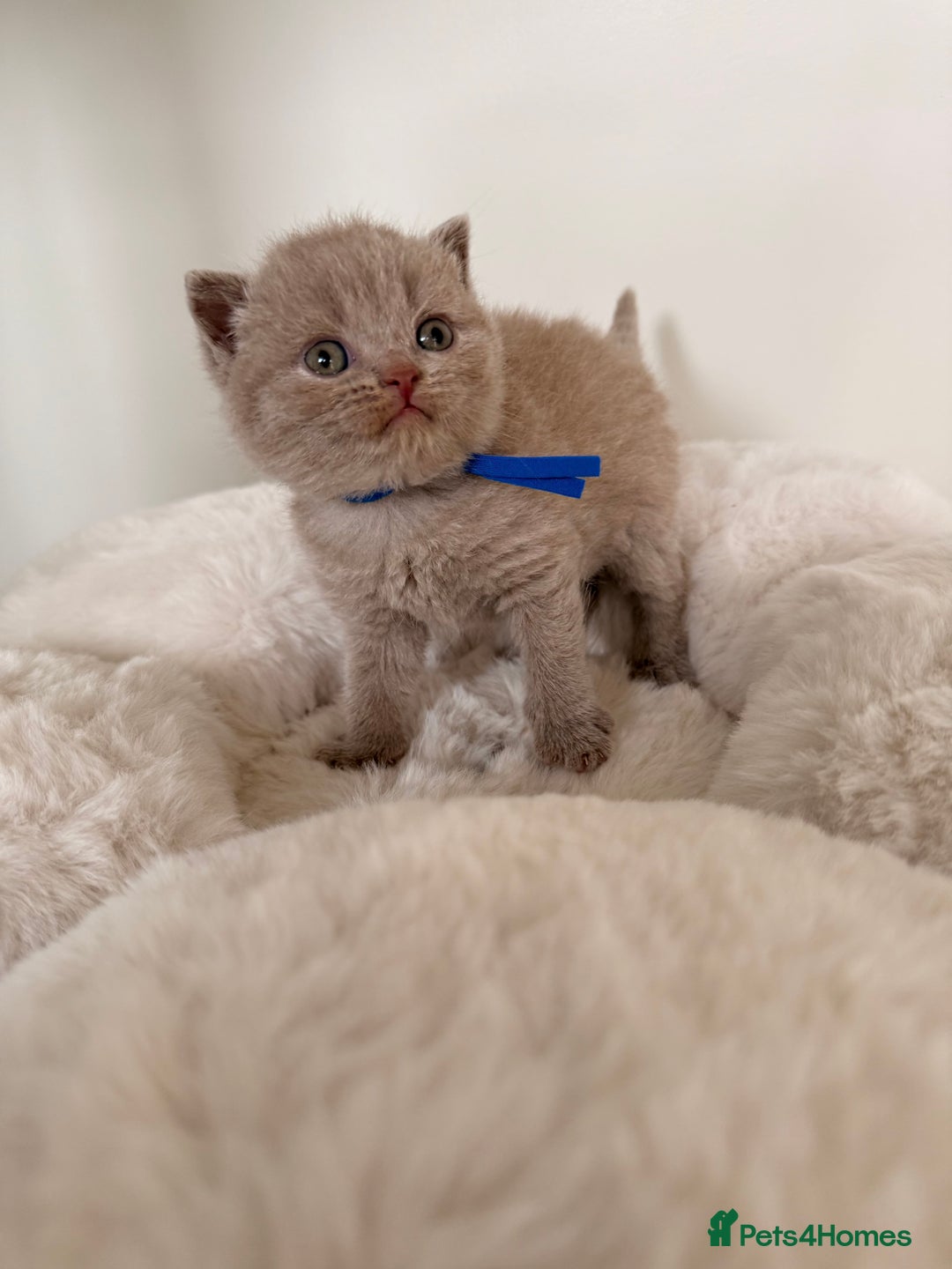 British Shorthair cats for sale: 7 British Shorthair Kittens TICA®️ – Import Lines - Image 15
