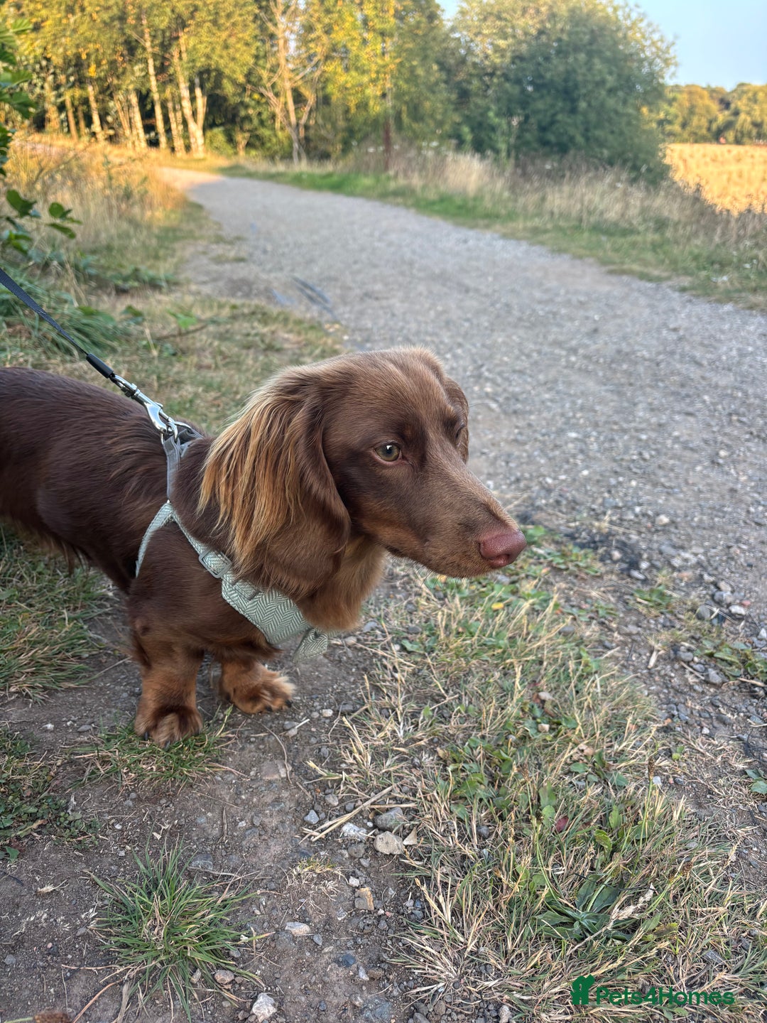 Miniature Dachshund dogs for stud: Long haired miniature dachshund stud - Advert 15