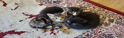 Mixed Breed cats for sale: 3 Gorgeous mixed breed kittens - Advert 8