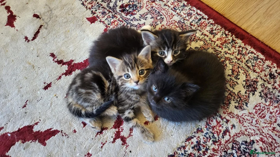Mixed Breed cats for sale: 3 Gorgeous mixed breed kittens - Advert 8