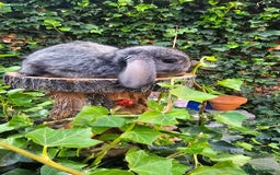 French Lop rabbits for sale: French Lop Bunnies 🐰  - Image 17