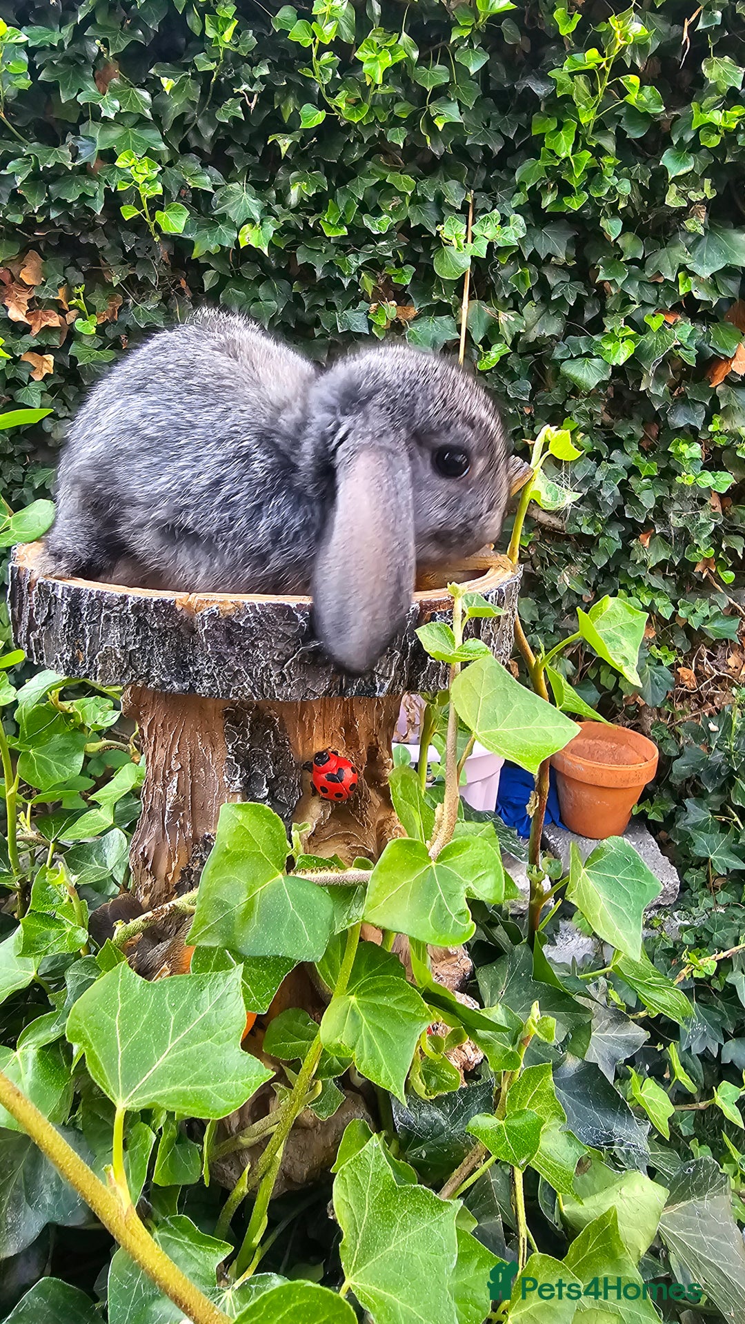 French Lop rabbits for sale: French Lop Bunnies 🐰  - Image 17