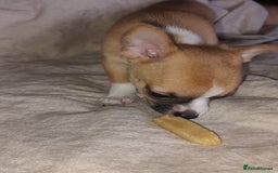 Chihuahua dogs for sale: Adorable Loving hand reared ready now Chihuahuas - Image 39