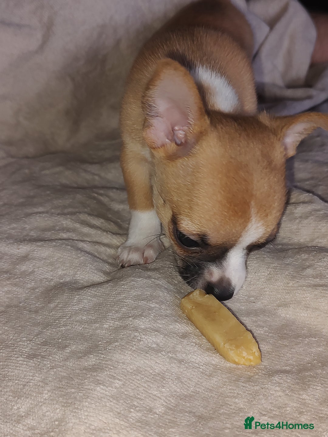 Chihuahua dogs for sale: Adorable Loving hand reared ready now Chihuahuas - Image 39