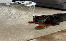 English Bulldog dogs for sale: Amazing Family Bulldog - Image 2