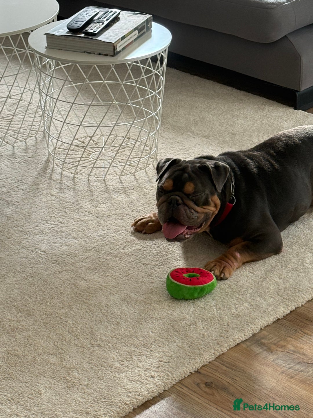 English Bulldog dogs for sale: Amazing Family Bulldog - Image 2