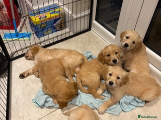 Golden Retriever dogs - Advert 5