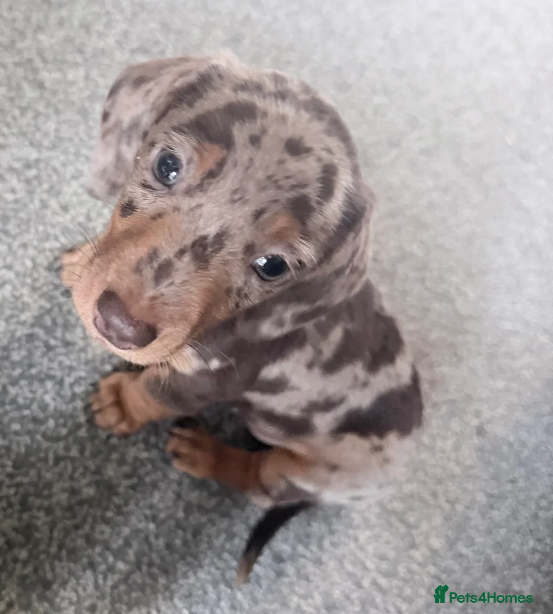 Miniature Dachshund dogs for sale: Exceptional KC Registered Miniature Dachshund Boys - Advert 17