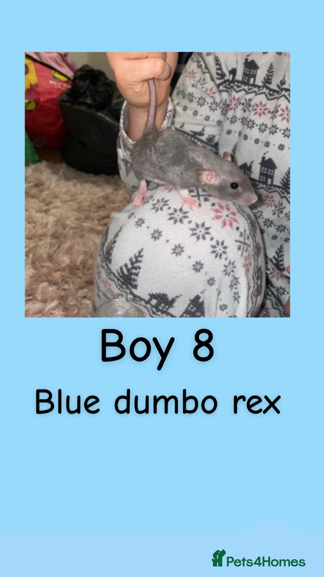 Rat rodents for sale: Beautiful baby rats looking for forever homes! - Advert 23
