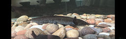 Other/Mixed Breed fish for sale: Axolotl - Advert 4