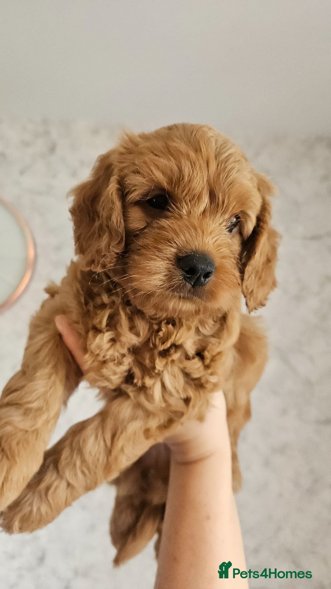 Mini Goldendoodle dogs Small Goldendoodles ~ READY TO LEAVE IN A WEEK ✨️ - Advert 2