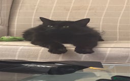 Norwegian Forest Cat cats for sale: Four Year old Norwegian Forest Cat For Sale - Image 11