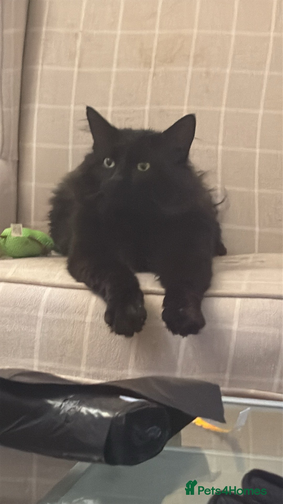 Norwegian Forest Cat cats for sale: Four Year old Norwegian Forest Cat For Sale - Image 11