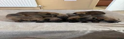 Belgian Shepherd Dog dogs for sale: Belgian Malinois Pups Ready 2nd October - Advert 16