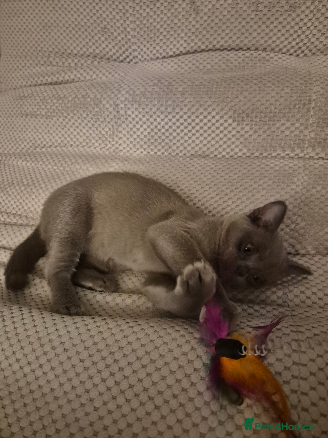 Burmese cats for sale: Gorgeous burmese girl for sale - Advert 4
