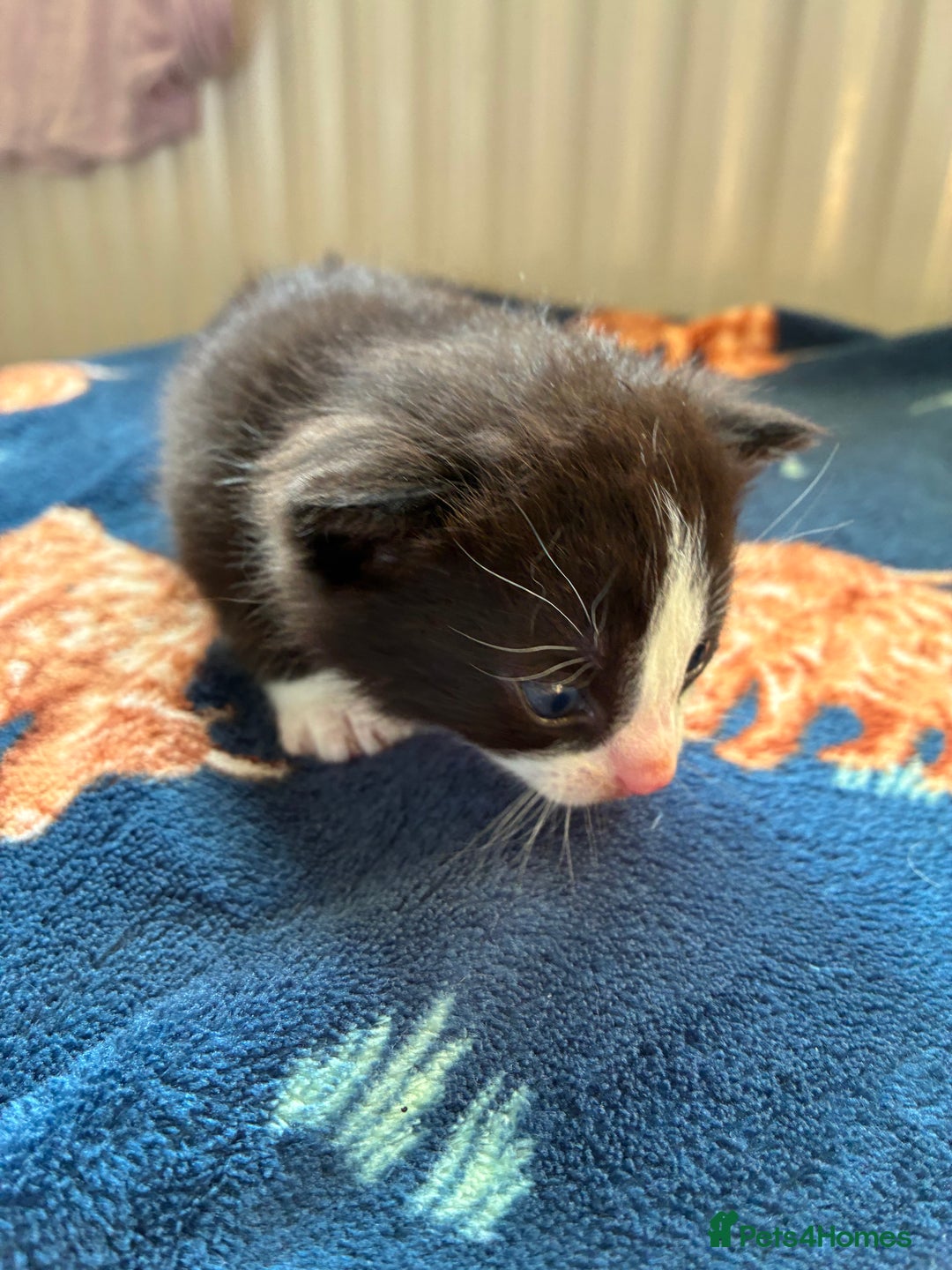 British Shorthair cats for sale: Lovely male kittens for sale - Image 5