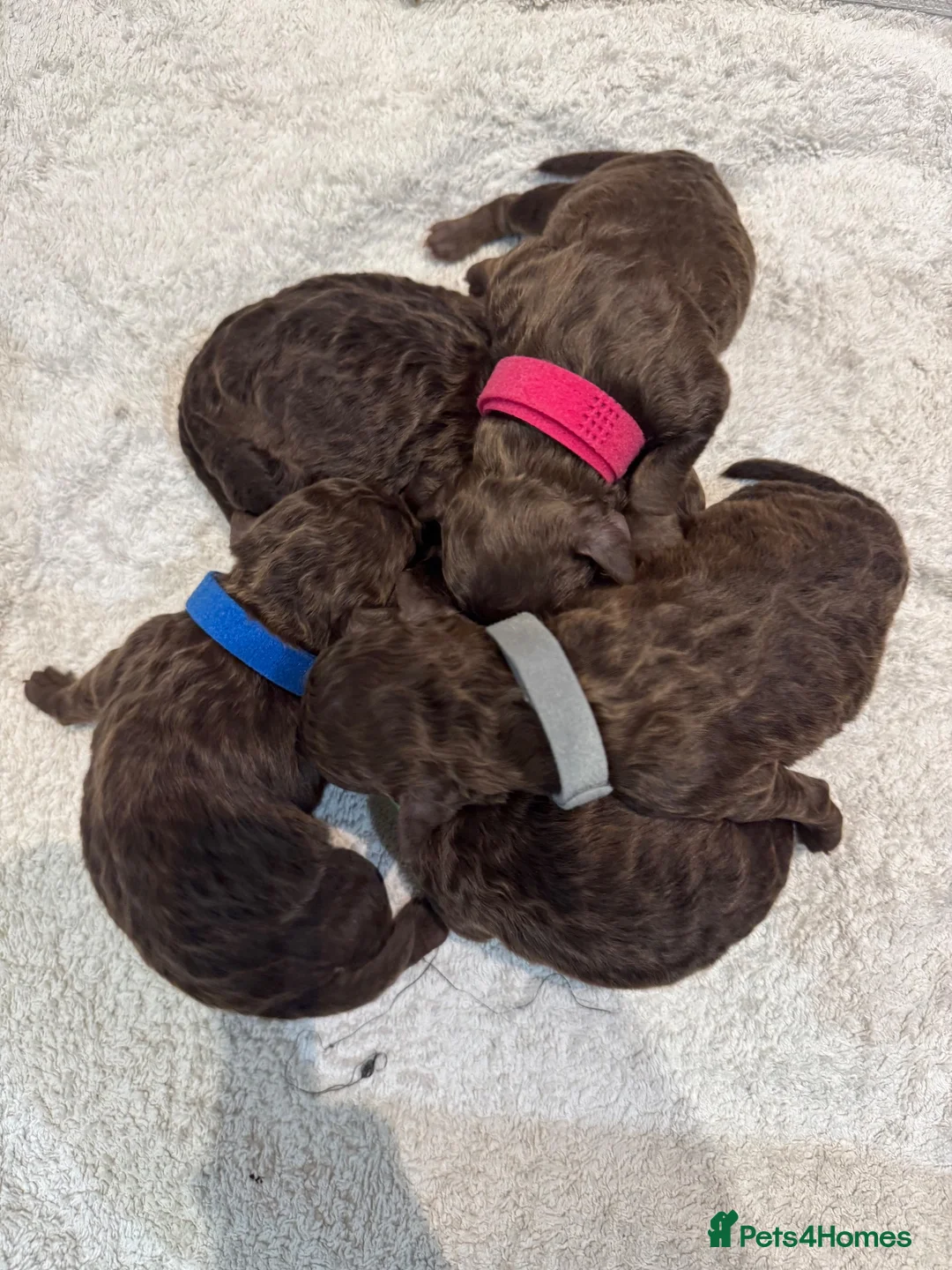 Cockapoo dogs for sale: Stunning Pure Chocolate F1b Cockapoo  in Thornton Heath - Advert 1