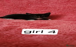 European cats for sale: Kitten  - Image 5